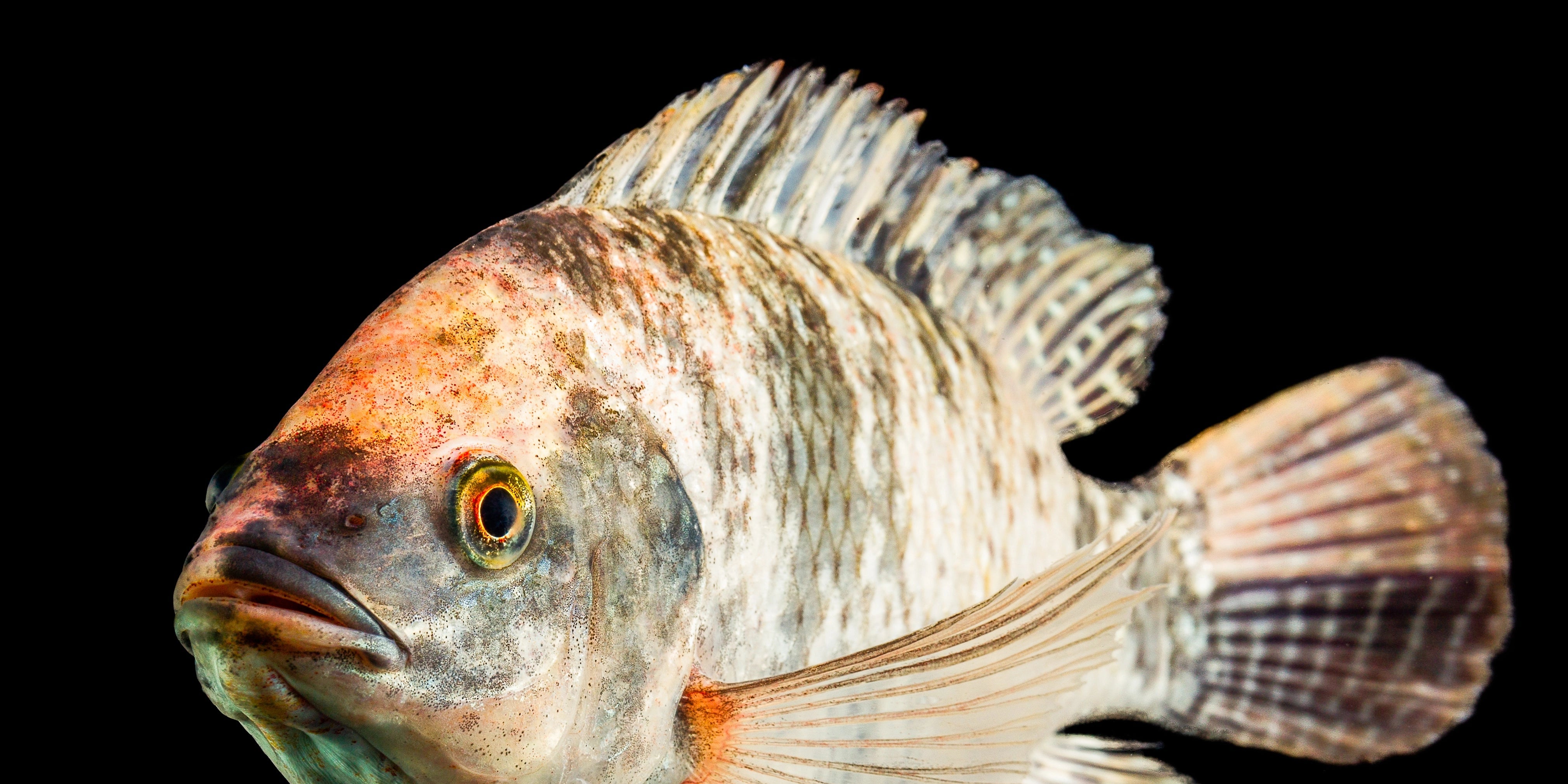 Fish Farming
