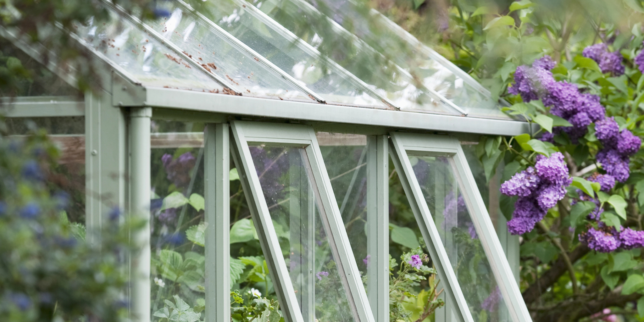 glass greenhouse with open windows and potted plants, with purple flowers beyond..