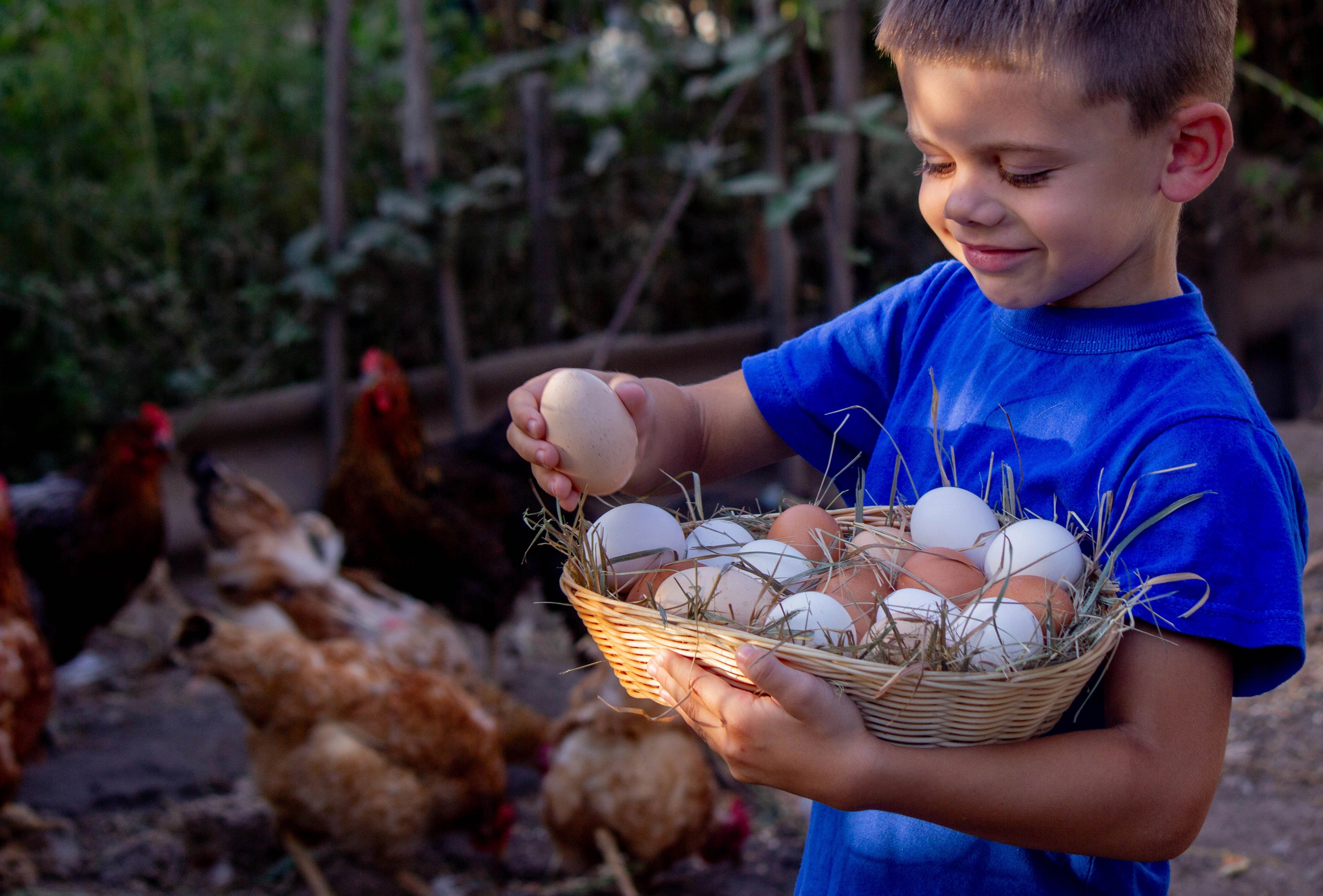 Accessories for Any Coop