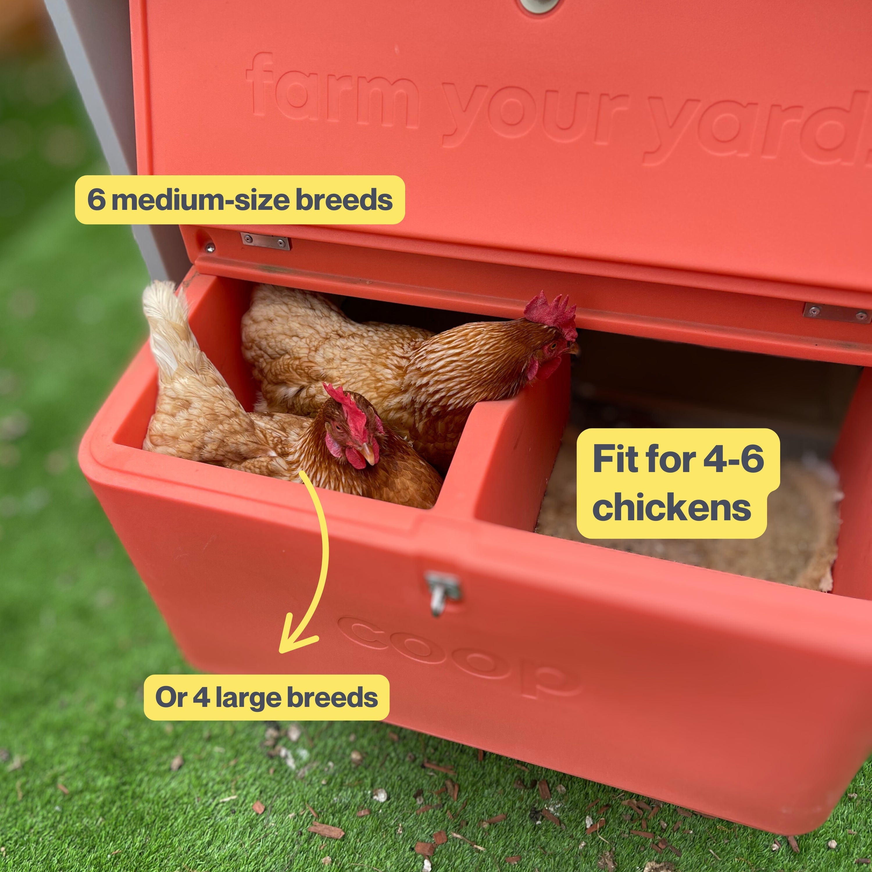 The Smart Coop + Steel Run (+ Free Chicks! 🐣 + Solar☀️)