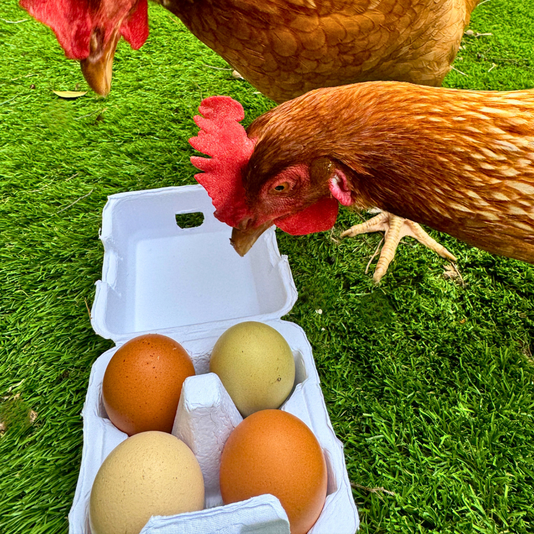 Chicken Eggs - 4 Egg Carton