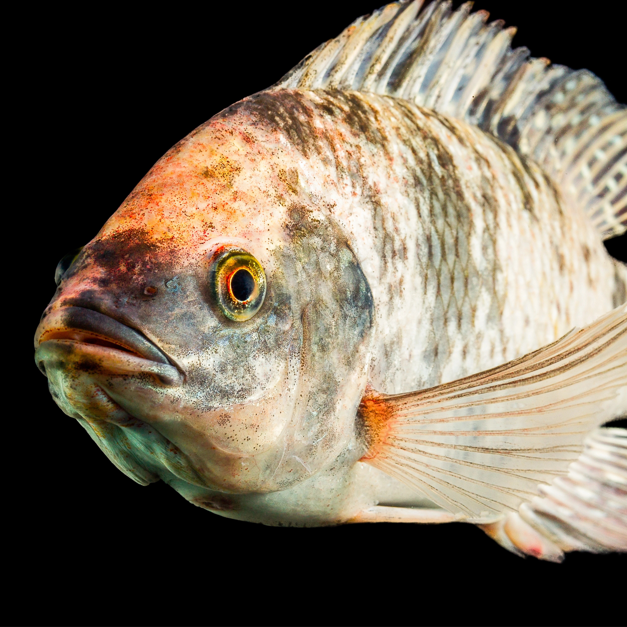Tilapia 2